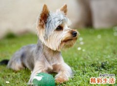 梦见狗屎是什么意思，女人梦见地上有狗屎