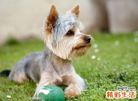 梦见狗屎是什么意思，女人梦见地上有狗屎