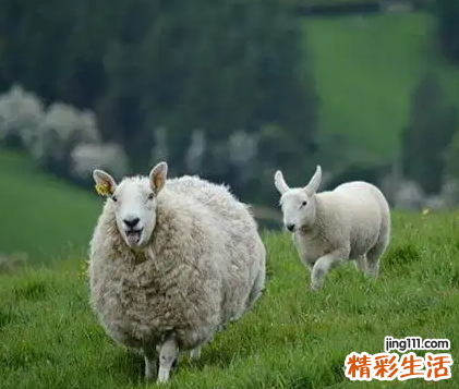 2015年属什么生肖属相 2015年属羊是什么命