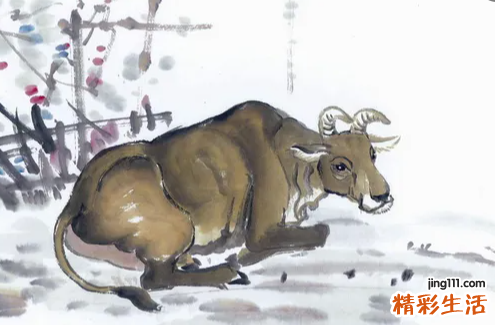 属牛的多大年龄 属牛的人的性格和脾气