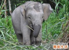 梦见大象好不好，已婚女人梦见大象