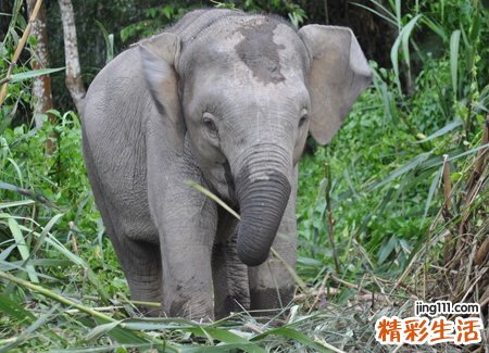 梦见大象好不好，已婚女人梦见大象