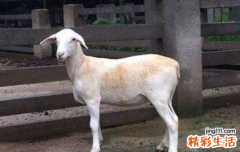 1991年属羊是什么命 1991年几月出生属羊人命最好