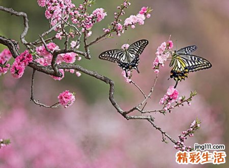樱花网名，最新好听的樱花昵称