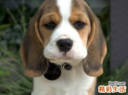 梦见把狗打死预示什么，女人梦见把狗打死了