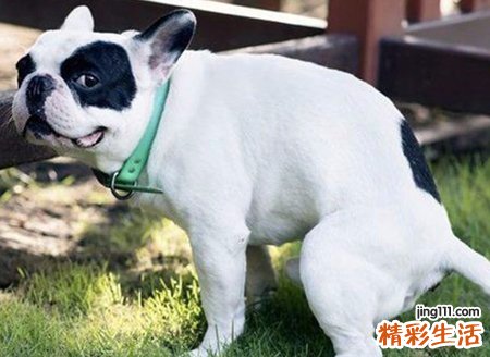 梦见被狗咬手预示什么，做梦梦到狗咬自己的手不放