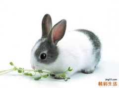 正月的兔宝宝好吗 正月属兔的命运怎么样