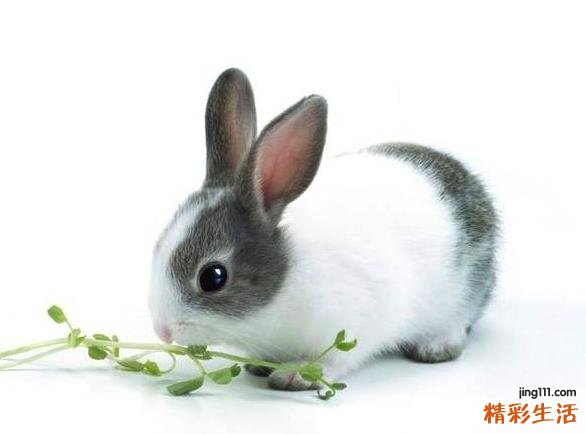 正月的兔宝宝好吗 正月属兔的命运怎么样
