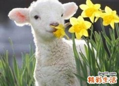 属羊上等命出生时辰 属羊大富大贵出生时间