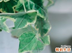 一个字的网名，最新好听的一个字个性昵称