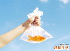 炫舞宠物名字，最新好听的炫舞宠物昵称