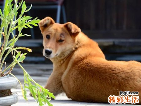 梦见被狗追有什么预兆，做梦梦到狗追我吓得我到处跑