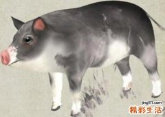 2022年属猪人8月份运势 属猪人2022年8月份运势完整版
