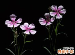 正派网名，最新好听的正派昵称
