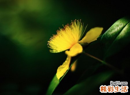 自然网名，最新好听的自然昵称