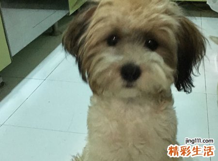 梦见被狗咬有什么预兆，做梦梦到狗咬自己的手