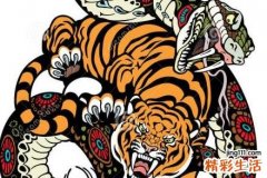 蛇和老虎属相合不合 属虎的人会克死属蛇的人吗