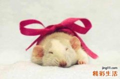 属狗跟属鼠的相配吗 属狗和属鼠的婚配好不好