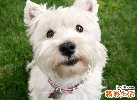 梦见狗咬狗是什么意思，做梦梦到一只狗咬另一只狗