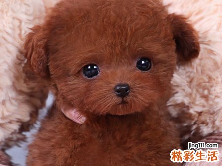 梦见狗咬脚有什么预兆，做梦梦到狗咬脚发财吗