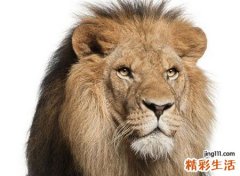 梦见被狮子追是什么意思，已婚女人梦见被狮子追