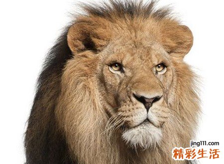 梦见被狮子追是什么意思，已婚女人梦见被狮子追