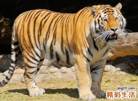 梦见被老虎追有什么预兆，女人梦见被老虎追着跑