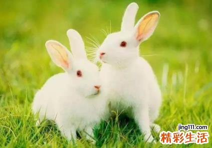鼠兔相刑如何化解 鼠兔相刑什么意思