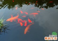 梦见好多死鱼好不好，做梦梦到活鱼和死鱼一起