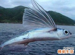 梦见鱼在天上飞有什么预兆，做梦梦到很多大鱼在天上飞