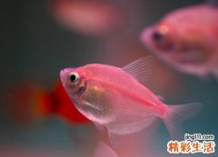 孕妇梦见鱼好不好，孕妇梦见鱼是生男生女