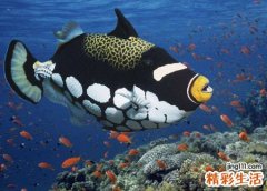 孕妇梦见好多鱼预示什么，女人梦见好多鱼是胎梦吗