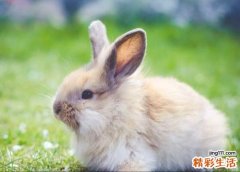2023年是金兔还是木兔 2023年属兔出生人的命运