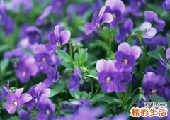 梦见很多死人好吗，做梦梦到一大堆死人