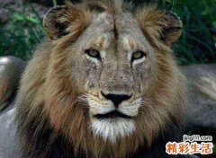孕妇梦见狮子是什么意思，孕妇梦见狮子生女孩吗
