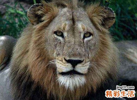 孕妇梦见狮子是什么意思，孕妇梦见狮子生女孩吗