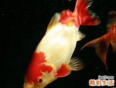 梦见很多死鱼是什么意思，梦到地上好多死鱼