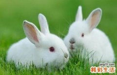 属兔的今天打麻将财运怎么样 属兔人今天打麻将方位