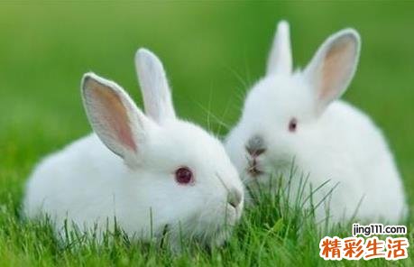 属兔的今天打麻将财运怎么样 属兔人今天打麻将方位