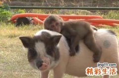猴和猪相配婚姻如何 属猴的和属猪的八字婚配好不好
