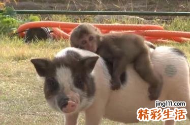 猴和猪相配婚姻如何 属猴的和属猪的八字婚配好不好