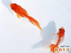 梦见很多鱼是什么意思，女人梦见水里好多鱼