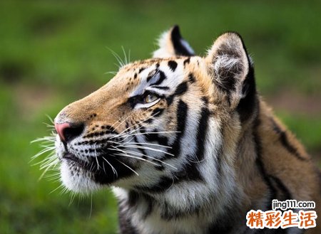 梦见打老虎是什么意思，做梦梦到和别人一起打老虎