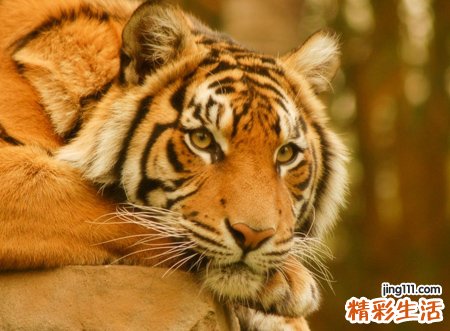 梦见打死老虎预示什么，女人梦见打死老虎