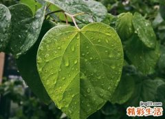 梦见打雷下雨有什么寓意，女人梦见下大雨打大雷