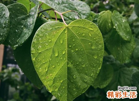 梦见打雷下雨有什么寓意，女人梦见下大雨打大雷