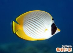 梦见很多鱼有什么预兆，女人梦见好多小鱼在游
