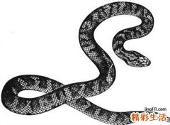梦见打蛇有什么寓意，我梦见自己把蛇打死了
