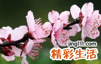 八字看桃花运何时出现 恋爱桃花运分析