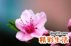 为什么谈恋爱的时候桃花运多 有桃花就会谈恋爱吗